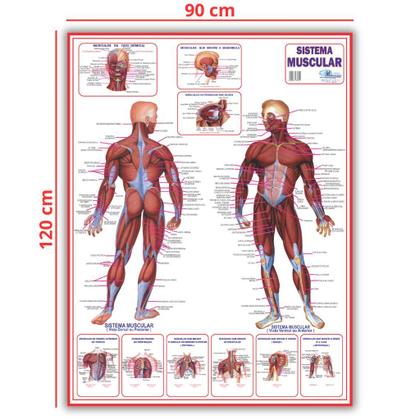 Imagem de Mapa Sistema Muscular Dobrado- Gigante 120 X 90cm - Enfermagem - Medicina