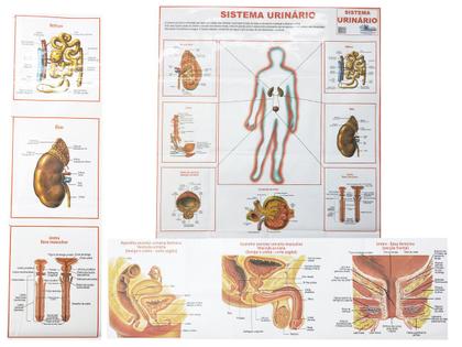 Imagem de Mapa Sistema Urinário 90x120CM  Banner Anatomia do Corpo Humano Para Estudo Biologia Pôster Medicina