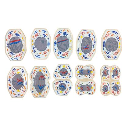 Imagem de Meiose Conjunto com 10 Estágios 