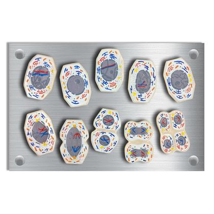 Imagem de Meiose Conjunto com 10 Estágios 