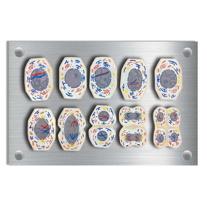 Imagem de Meiose Conjunto com 10 Estágios 