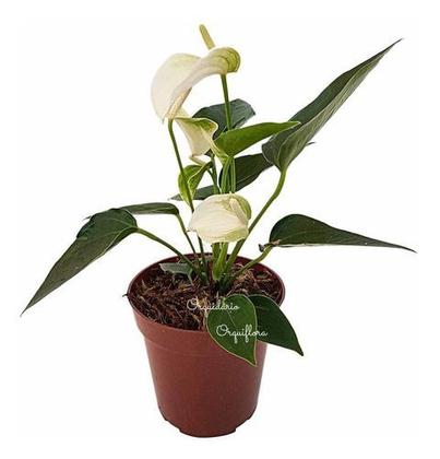 Imagem de Mini Antúrio Alba Planta Natural Adulta Com Vaso