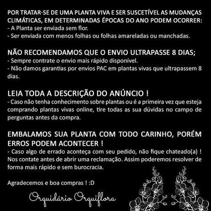 Imagem de Mini Antúrio Negro Planta Natural Adulta Com Vaso Exótica Rara