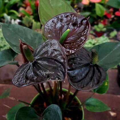 Imagem de Mini Antúrio Negro Planta Natural Adulta Com Vaso Exótica Rara