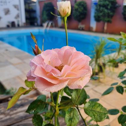 Imagem de Mini Rosa Colombiana Planta Adulta Natural Sol Lindas Cores.