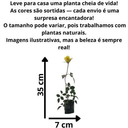 Imagem de Mini Rosa Colombiana Planta Adulta Natural Sol Lindas Cores.