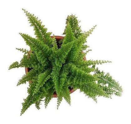 Imagem de Mini Samambaia Havaiana Planta Natural Exótica Rara Jardim Decoração Em Vaso 12