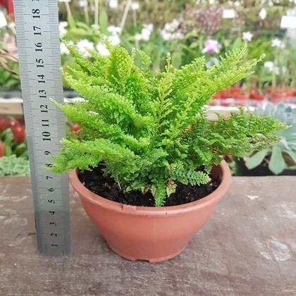 Imagem de Mini Samambaia Havaiana Planta Natural Exótica Rara Jardim Decoração Em Vaso 12