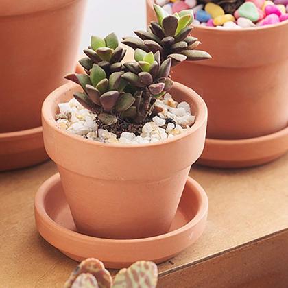 Imagem de Mini vasos de terracota Briful de 8x8x7 cm com conjunto de pires