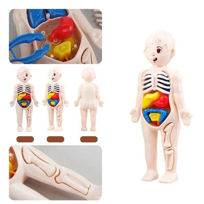 Imagem de Modelo Anatômico do Corpo Humano Montessori para Crianças - Brinquedo Educativo DIY