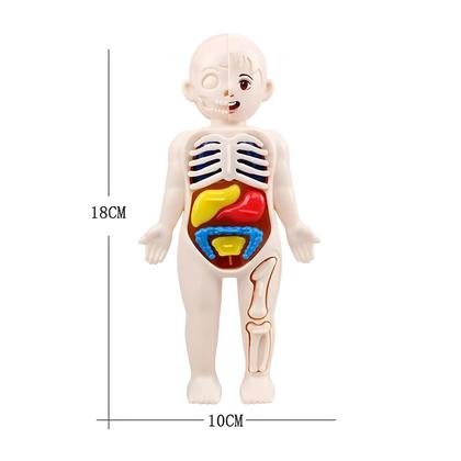 Imagem de Modelo Anatômico do Corpo Humano Montessori para Crianças - Brinquedo Educativo DIY