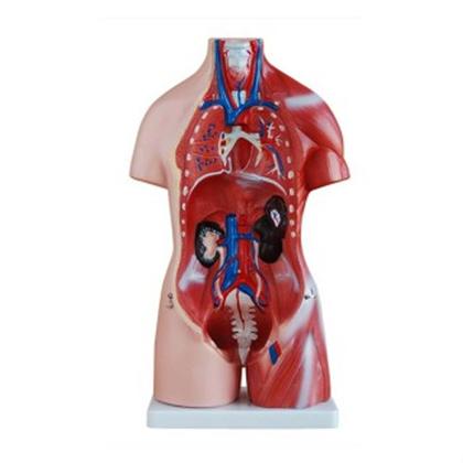 Imagem de Modelo Anatômico Torso Humano Bissexual 45cm com 24 Partes .