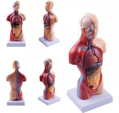 Imagem de Modelo Corporal para aprendizagem anatomia humana - Tronco