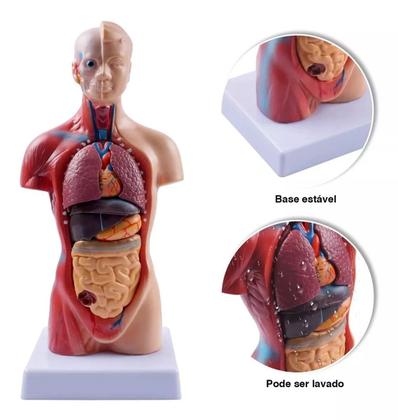 Imagem de Modelo Corporal para aprendizagem anatomia humana - Tronco