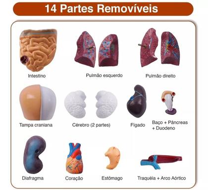 Imagem de Modelo Corporal para aprendizagem anatomia humana - Tronco