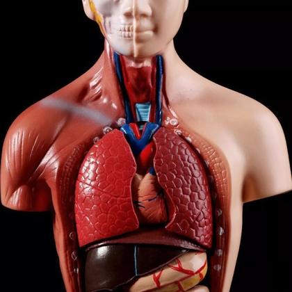Imagem de Modelo Corporal para aprendizagem anatomia humana - Tronco