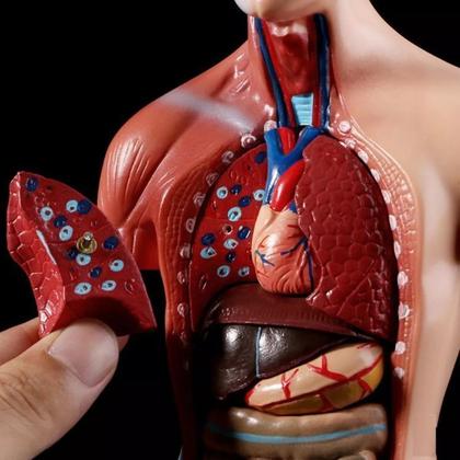 Imagem de Modelo Corporal para aprendizagem anatomia humana - Tronco