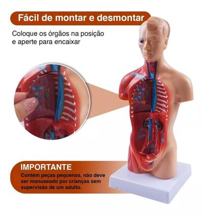 Imagem de Modelo Corporal para aprendizagem anatomia humana - Tronco