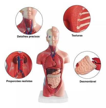 Imagem de Modelo Corporal para aprendizagem anatomia humana - Tronco
