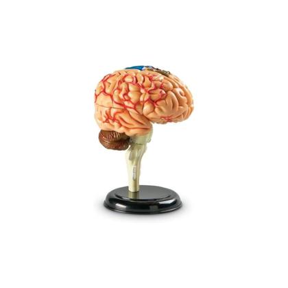 Imagem de Modelo de Cérebro 9,5cm com Suporte e Guia de Fatos - Recursos de Aprendizagem