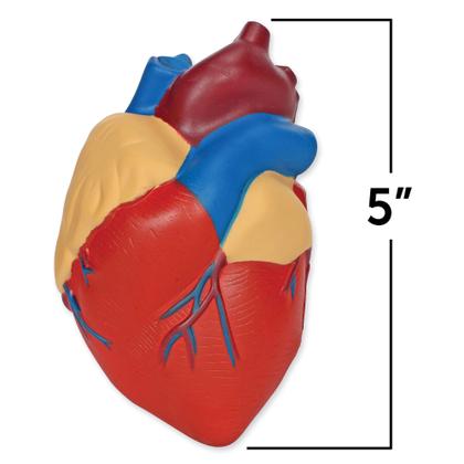 Imagem de Modelo de recursos de aprendizagem de seção transversal do coração humano