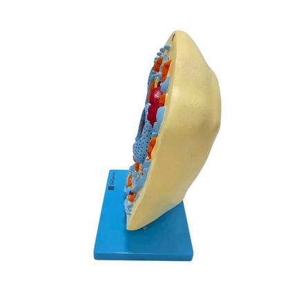 Imagem de Modelo Didático de Célula Animal Ampliado para Ensino