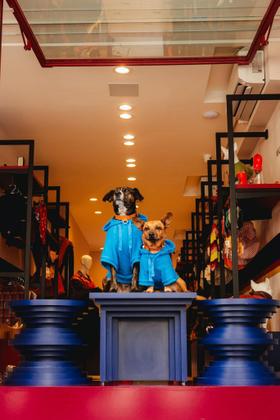 Imagem de Moletom Basic Pet - Azul Turquesa - Pp