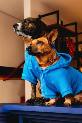 Imagem de Moletom Basic Pet - Azul Turquesa - Pp