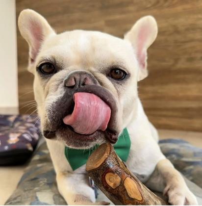 Imagem de Mordedor de Madeira Olive Toy para cães raças pequ e med