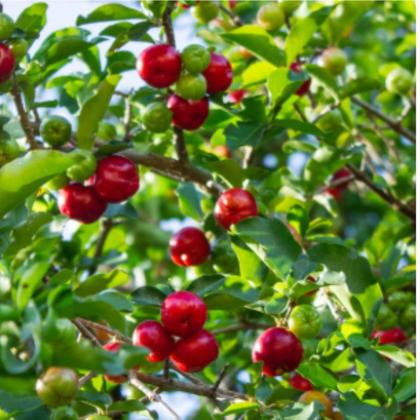Imagem de Muda Acerola Enxertada + Manual Frutas Doces E Naturais