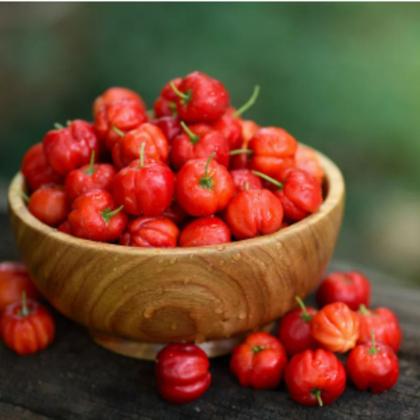Imagem de Muda Acerola Enxertada + Manual Frutas Doces E Naturais