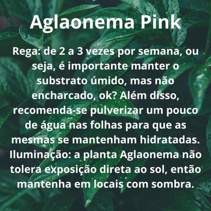 Imagem de Muda Aglaonema Pink - Interno Sombra Para Top Colecionadores