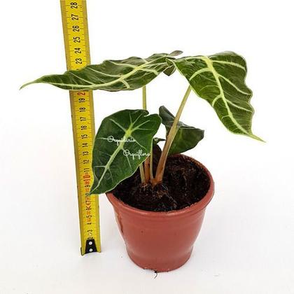Imagem de Muda Alocasia Polly Planta Natural Com Vaso Folhagem Exótica