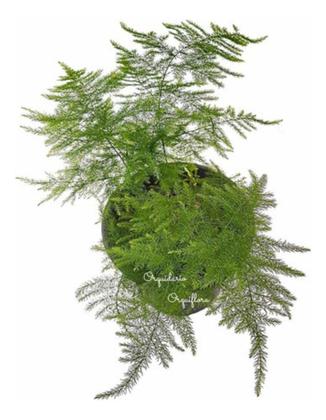 Imagem de Muda Aspargo Melindre (asparagus Officinalis) Planta Natural