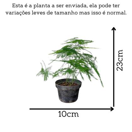 Imagem de Muda Aspargo Melindre (asparagus Officinalis) Planta Natural