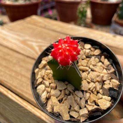 Imagem de Muda Cacto Enxertado Vermelho Plantada No Vaso Saudável