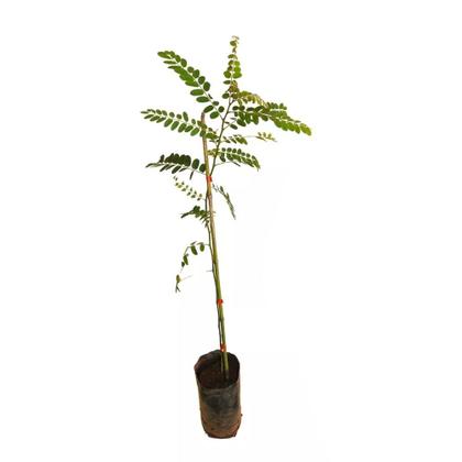 Imagem de Muda de Acácia Javanesa 20 a 40cm AMK - Plantas Online