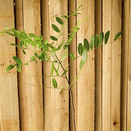 Imagem de Muda de Amendoim Do Campo 20 a 40cm AMK - Plantas Online