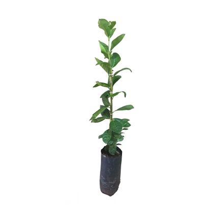 Imagem de Muda de Araçá Roxa 20 a 40cm AMK - Plantas Online