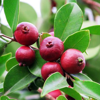 Imagem de Muda de Araçá Vermelha 20 a 40cm AMK - Plantas Online