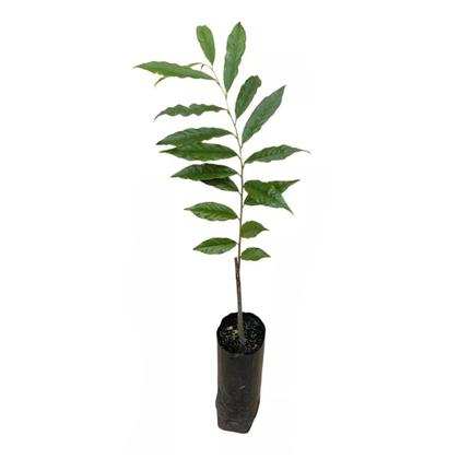 Imagem de Muda de Araticum Do Cerrado 20 a 40cm AMK - Plantas Online