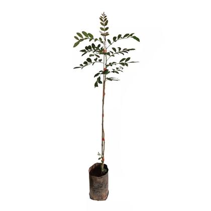 Imagem de Muda de Aroeira Pimenteira 20 a 40cm AMK - Plantas Online