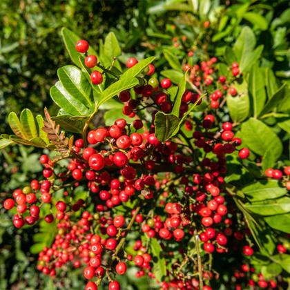 Imagem de Muda de Aroeira Pimenteira 20 a 40cm AMK - Plantas Online