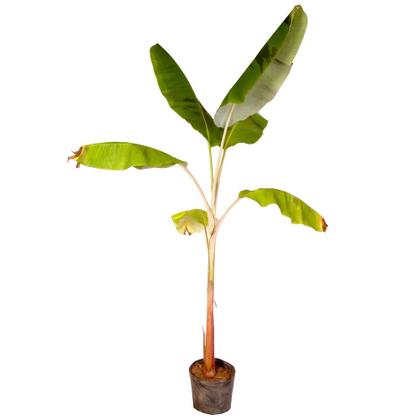 Imagem de Muda de Banana Maca 20 a 40cm AMK - Plantas Online