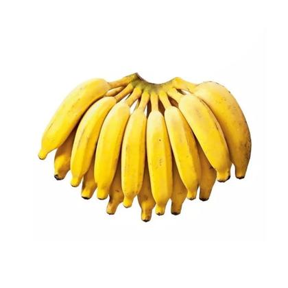 Imagem de Muda de Banana Prata 20 a 40cm AMK - Plantas Online