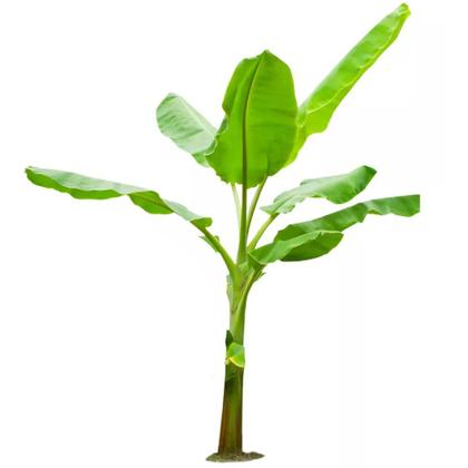 Imagem de Muda de Banana Prata 20 a 40cm AMK - Plantas Online