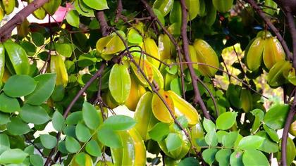 Imagem de Muda de Carambola Amarela