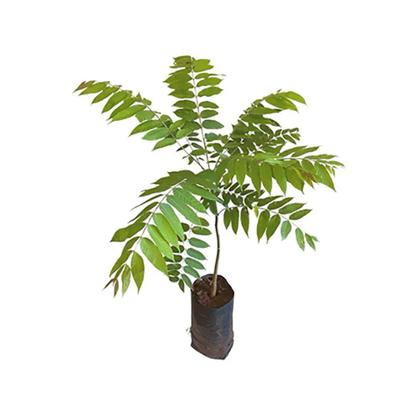 Imagem de Muda de Cedro Rosa 20 a 40cm AMK - Plantas Online