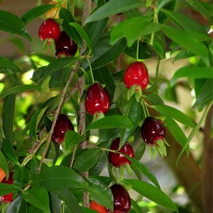 Imagem de Muda de Cereja do Rio Grande 20 a 40cm AMK  Plantas Online