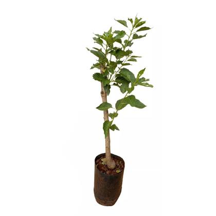Imagem de Muda de Cereja Europeia 50 a 80cm AMK - Plantas Online